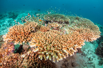 Naklejka na ściany i meble Coral reef surrounded by small tropical fish