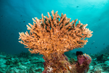 Naklejka na ściany i meble Colorful underwater scene of fish and coral