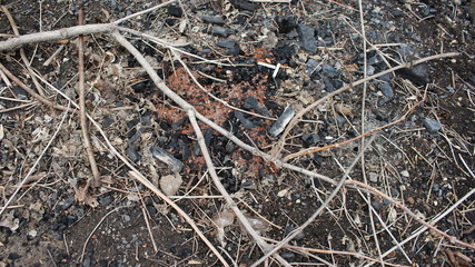 branches on the background of coal