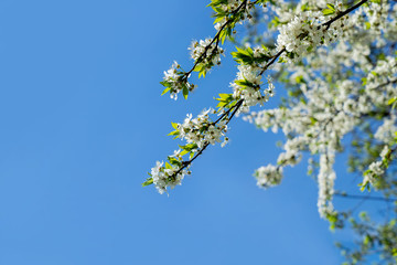 Cherry blossoms bloom on a spring day.