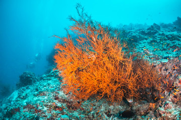 Fototapeta na wymiar Colorful underwater scene of fish and coral
