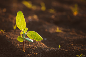 Small seedlings grow in the newly cultivated soil