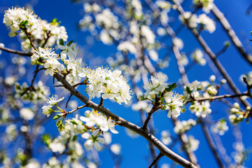Obraz premium Little white flowers on a tree. Blooming plum tree on a background of blue sky. Close-up. Postcard.