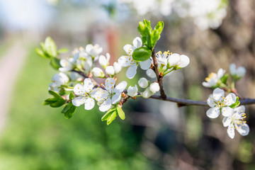 Little white flowers on a tree. Flowering plum tree. Close-up. Postcard.