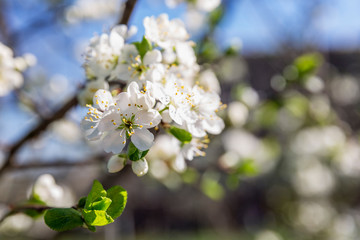 Little white flowers on a tree. Blooming plum tree on a background of blue sky. Close-up. Postcard.