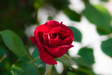 Red rose close up in the garden with copy space for text. Greeting card for mothers day or valentines, shallow DOF