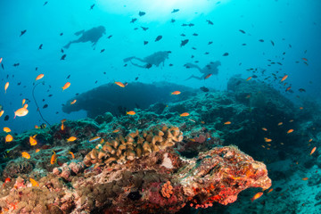 Colorful underwater scene of fish and coral with scuba divers swimming in the background