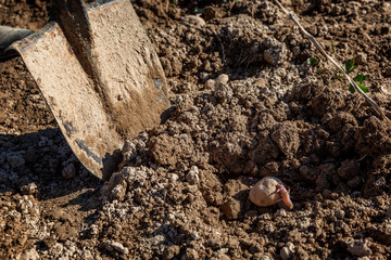Potato in a dug hole for planting. Traditional spring farm work. Garden and agriculture. Close-up.