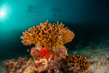 Fototapeta na wymiar Colorful underwater scene of fish and coral with scuba divers swimming in the background