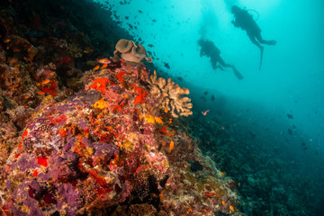 Plakat Colorful underwater scene of fish and coral with scuba divers swimming in the background