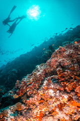 Fototapeta na wymiar Colorful underwater scene of fish and coral with scuba divers swimming in the background