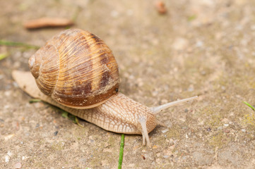 Snail on concrete.Macro photo of snail.