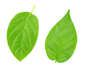 Set of pepper leaves isolated on a white background.