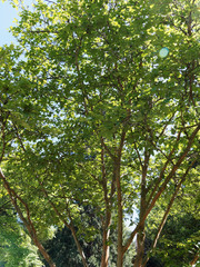 Fototapeta premium Stewartia sinensis ou stuartie, arbuste rare à écorce attrayante, feuillage elliptique à grandes fleurs blanches parfumées en été
