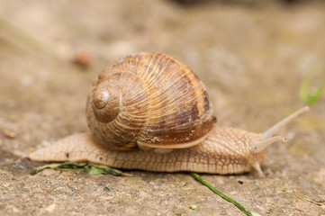 Snail on concrete.Macro photo of snail.
