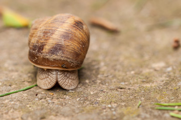 Snail on concrete.Macro photo of snail.