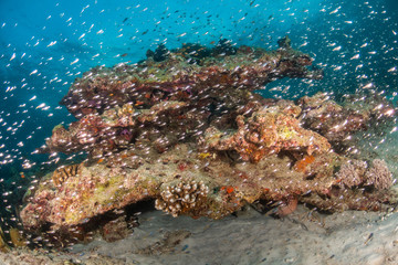 Colorful underwater scene of fish and coral