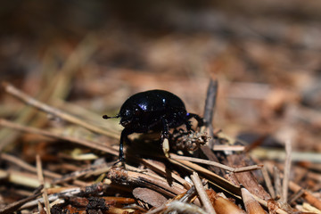 Waldmistkäfer, Anoplotrupes stercorosus, auf trockenem Laub und Nadeln 