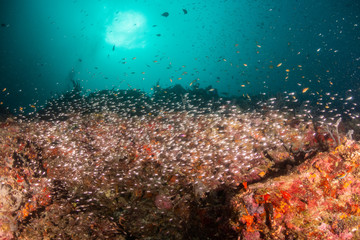 Fototapeta na wymiar Colorful underwater scene of fish and coral