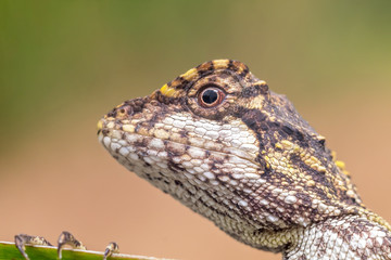 Macro shot of a tree lizard