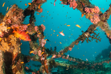 Fototapeta na wymiar Underwater ship wreck surrounded with small colorful fish