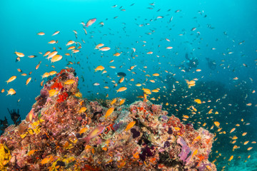 Plakat Colorful underwater scene of small fish surrounding coral reef formations