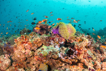 Colorful underwater scene of small fish surrounding coral reef formations