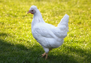 Chicken in outdoor on grass, Farm