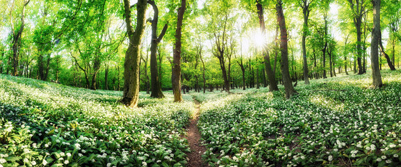 Panorama of white flowers garlic with sun at sunset in green forest, Spring landscape