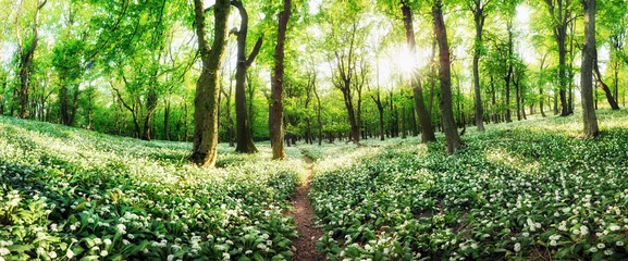 Panorama von weißen Blumen Knoblauch mit Sonne bei Sonnenuntergang im grünen Wald, Frühlingslandschaft © TTstudio