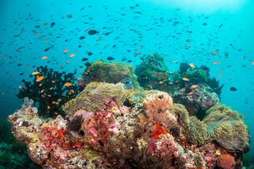Foto op Aluminium Colorful underwater scene of small fish surrounding coral reef formations © Aaron