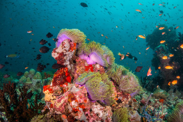 Fototapeta na wymiar Colorful underwater scene of small fish surrounding coral reef formations