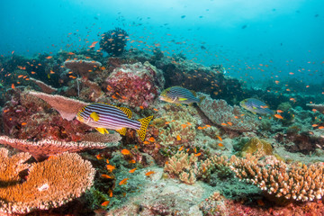 Colorful underwater scene of small fish surrounding coral reef formations