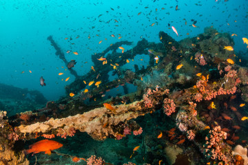 Fototapeta na wymiar Underwater ship wreck surrounded with small colorful fish
