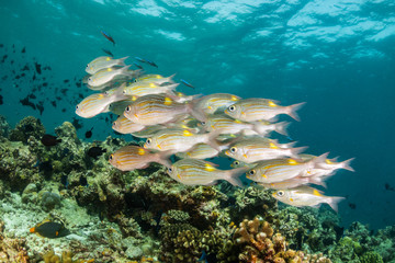 School of fish swimming above a reef