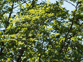 Fototapeta na wymiar Stewartia sinensis ou stuartie, arbuste rare à écorce attrayante, feuillage elliptique à grandes fleurs blanches parfumées en été