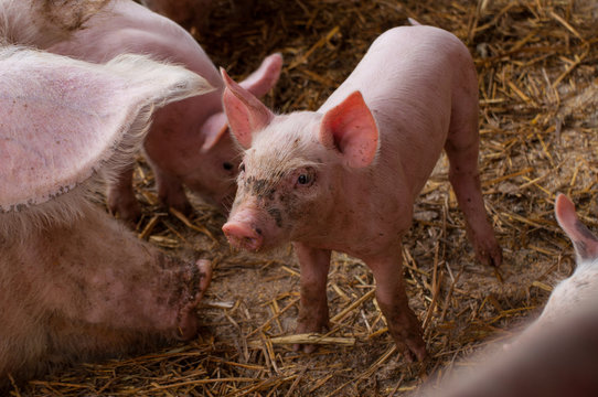 Small piglet and adult pig in a farm.Domestic animal