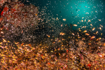 Fototapeta na wymiar Coral reef scene with tiny reflective fish surrounding a colorful reef