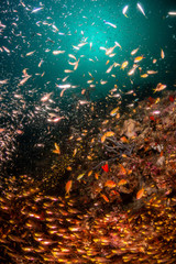 Coral reef scene with tiny reflective fish surrounding a colorful reef