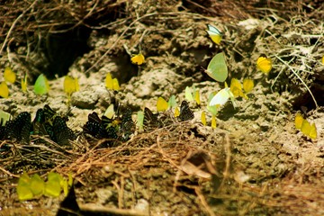 Summer with flowers, dragonflies and butterflies