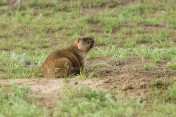 Groundhog sits in a field against a background of greenery