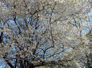 blooming with white flowers