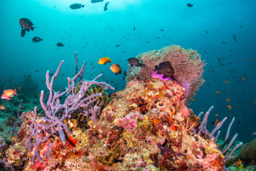Fototapeta na wymiar Clown anemone fish swimming among a soft coral in clear blue water