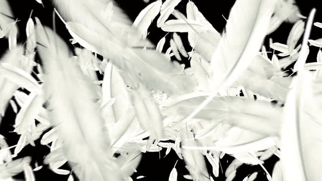 The white feathers transition background
