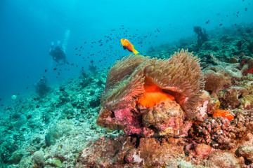 Plakat Orange anemone fish swimming in soft coral with divers in the background