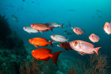 Red fish schooling in clear blue water