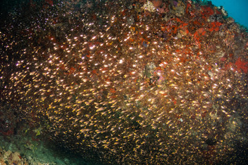 Underwater scene with reef fish surrounding colorful coral reef formations