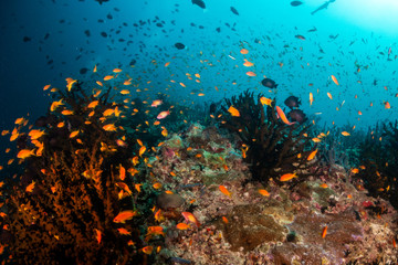 Plakat Underwater scene with reef fish surrounding colorful coral reef formations