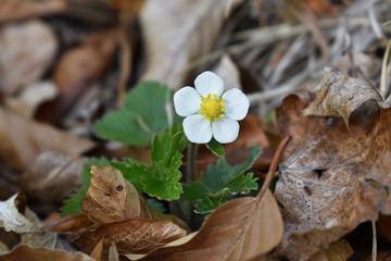 Wald-Erdbeere, Fragaria vesca, Einzelblüte