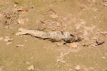 fish killed by river drought due to climate change